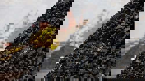 MYSTEEL: China's thermal coal sector shrugs at capacity- cut rumors