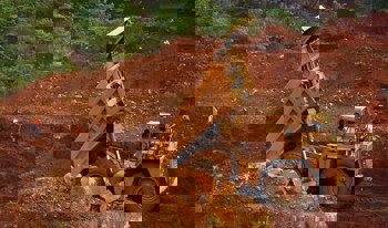 Another year of record bauxite shipments from Guinea to China