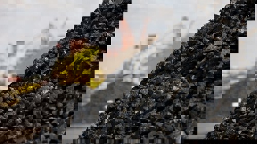 MYSTEEL: China's coking coal market to see mild recovery in 2026