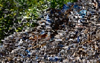 The Ghana government backs the recycling sector as the Deputy Minister tours the Shai Hills Facility